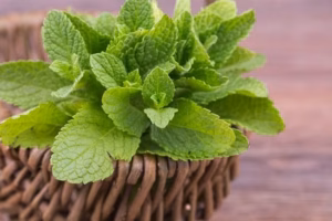 Mint Cina