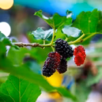 Mulberry Fruit