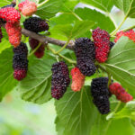Mulberry Leaf