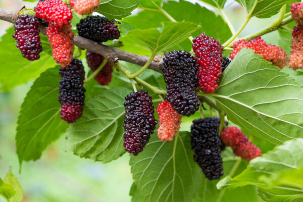 Mulberry Leaf