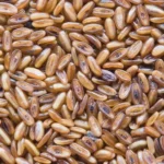 Plantain Seed