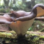 Polyporus