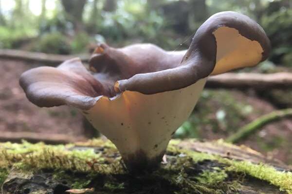 Polyporus