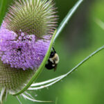 Dipsacus Root