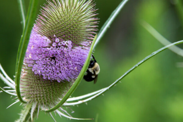 Dipsacus Root