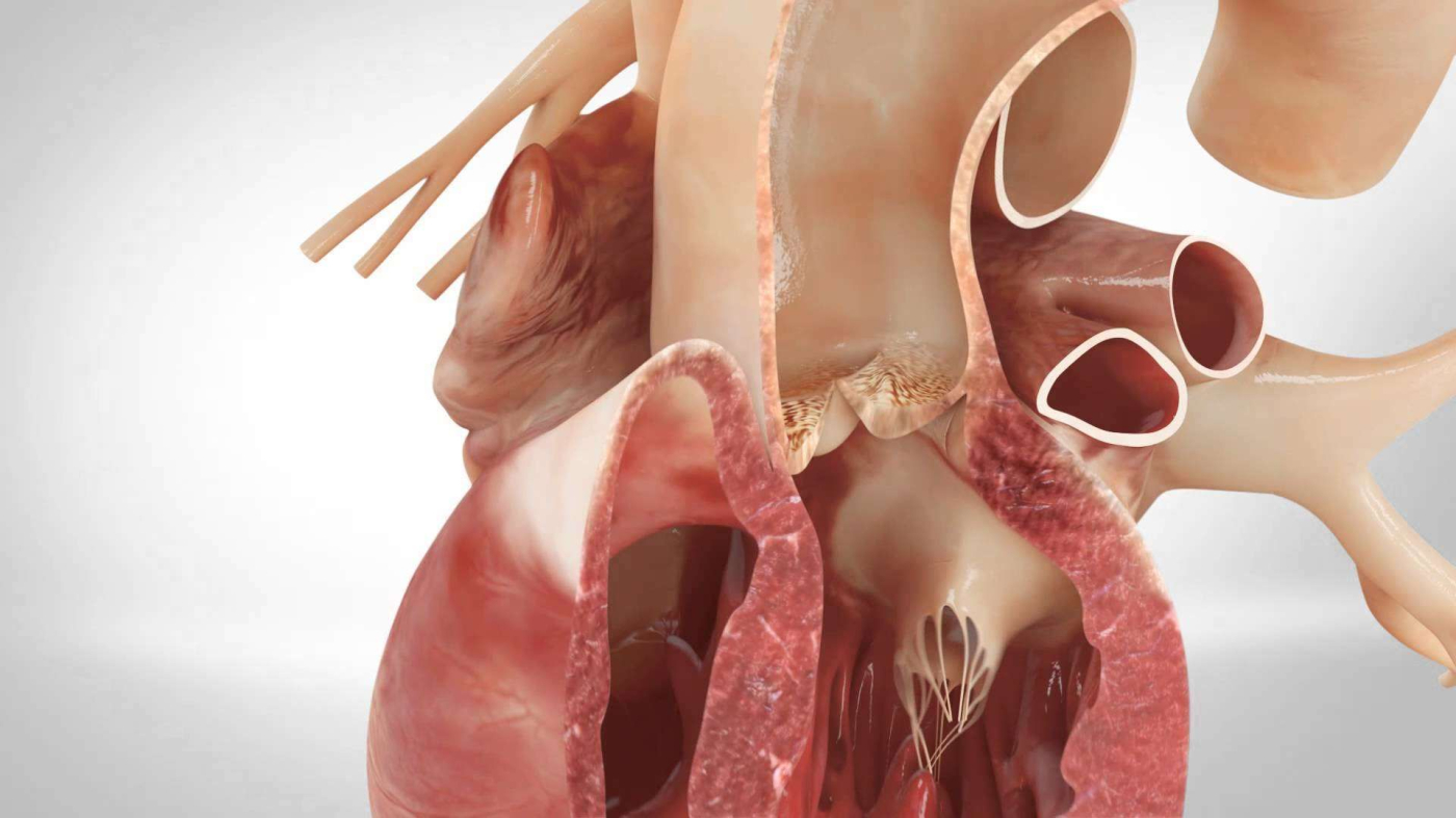 aorta manusia