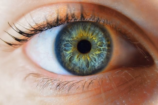 Iris mata