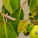 Manchineel