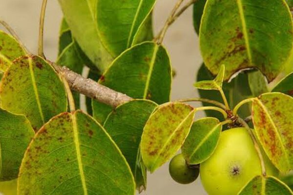 Manchineel