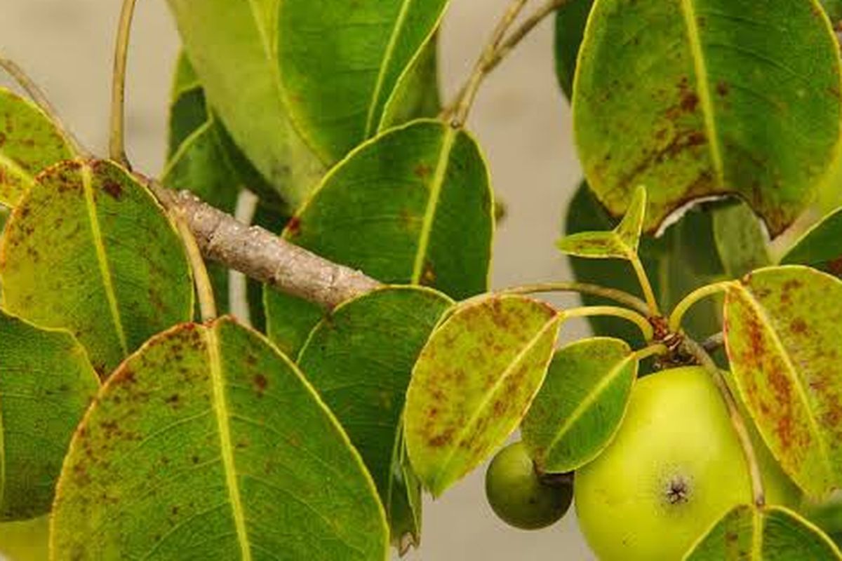 Manchineel