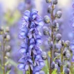 Aconitum napellus