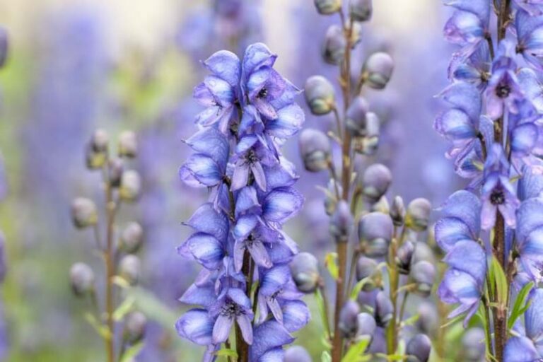 Aconitum napellus, Tanaman Berbunga Cantik dengan Racun yang Sangat Kuat