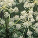 Cicuta virosa