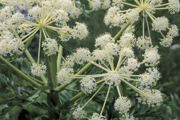 Cicuta virosa
