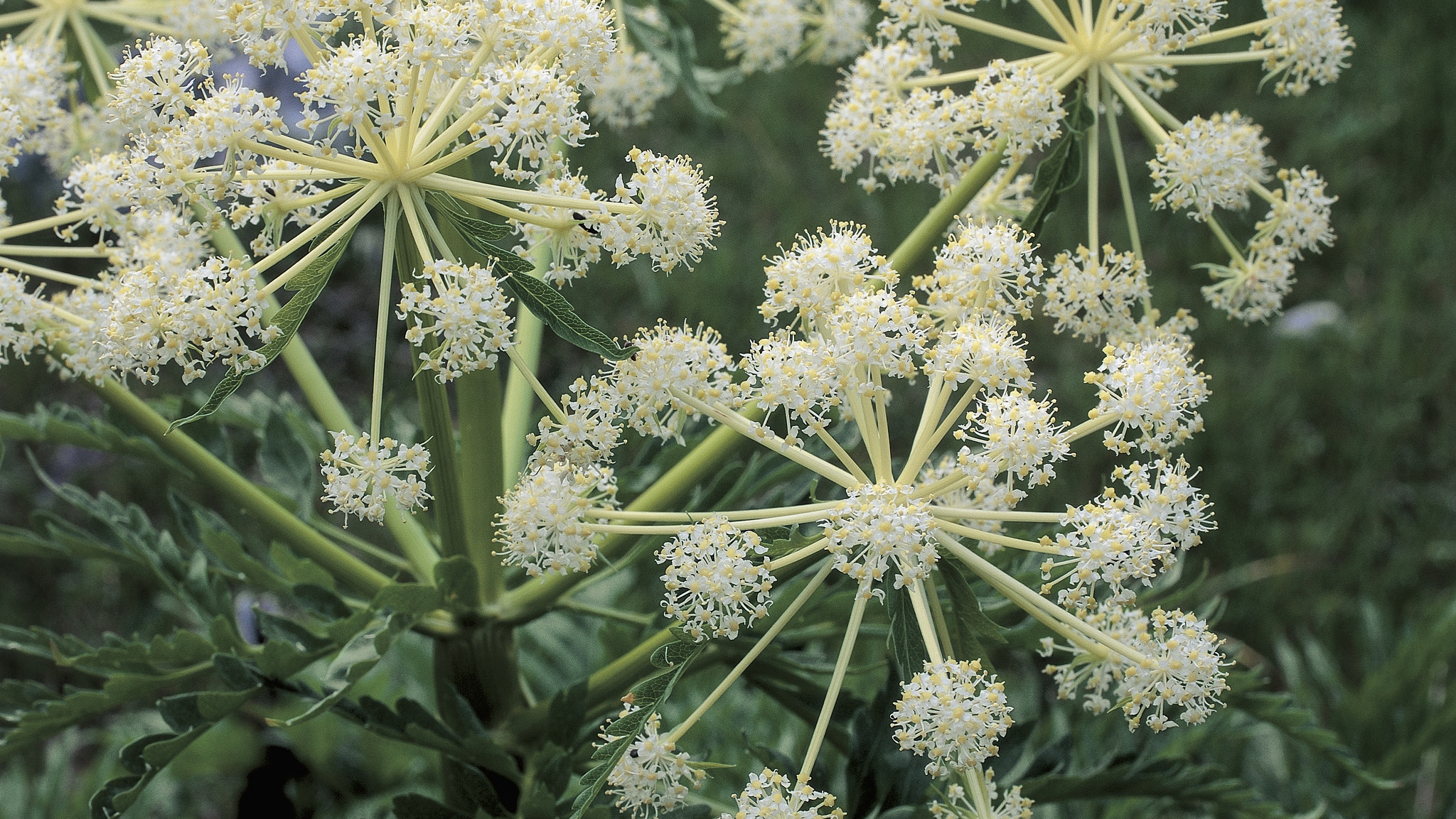 Cicuta virosa