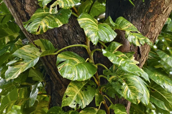 Epipremnum aureum