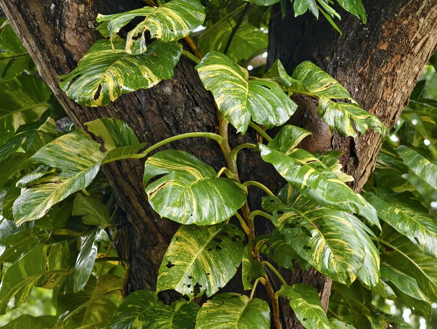 Epipremnum aureum