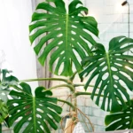 Monstera deliciosa