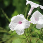 Ipomoea carnea