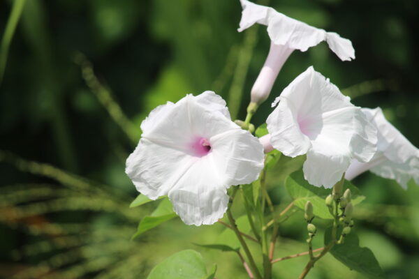 Ipomoea carnea