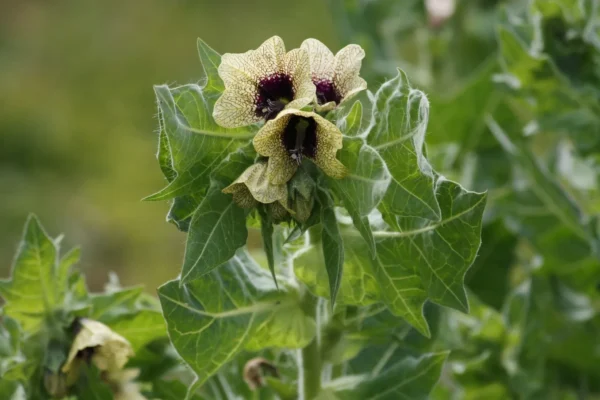 Hyoscyamus niger