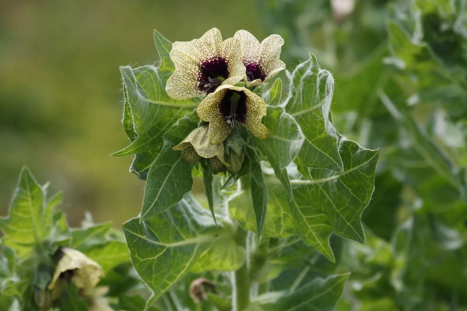Hyoscyamus niger