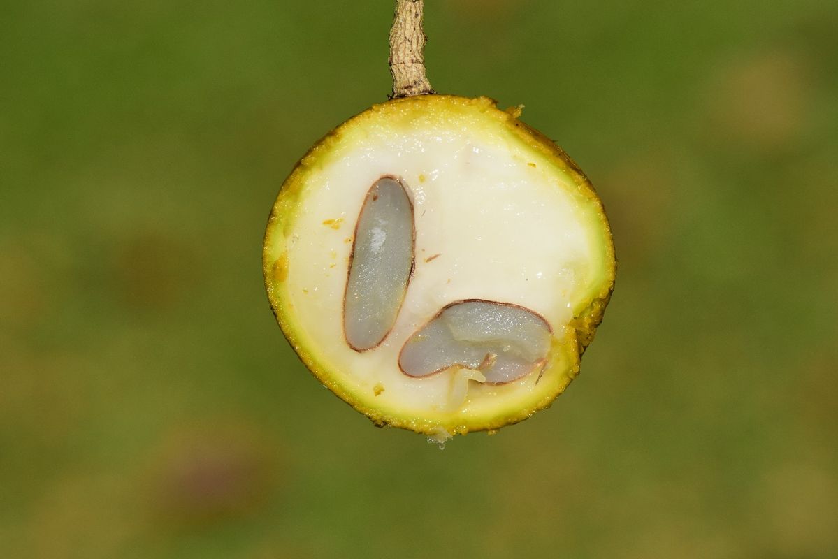 Strychnos nux-vomica