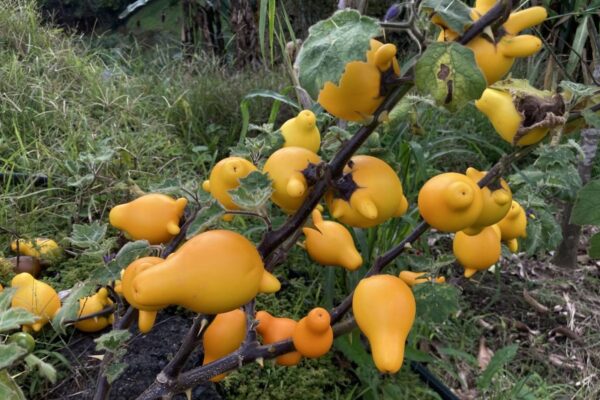 Solanum mammosum