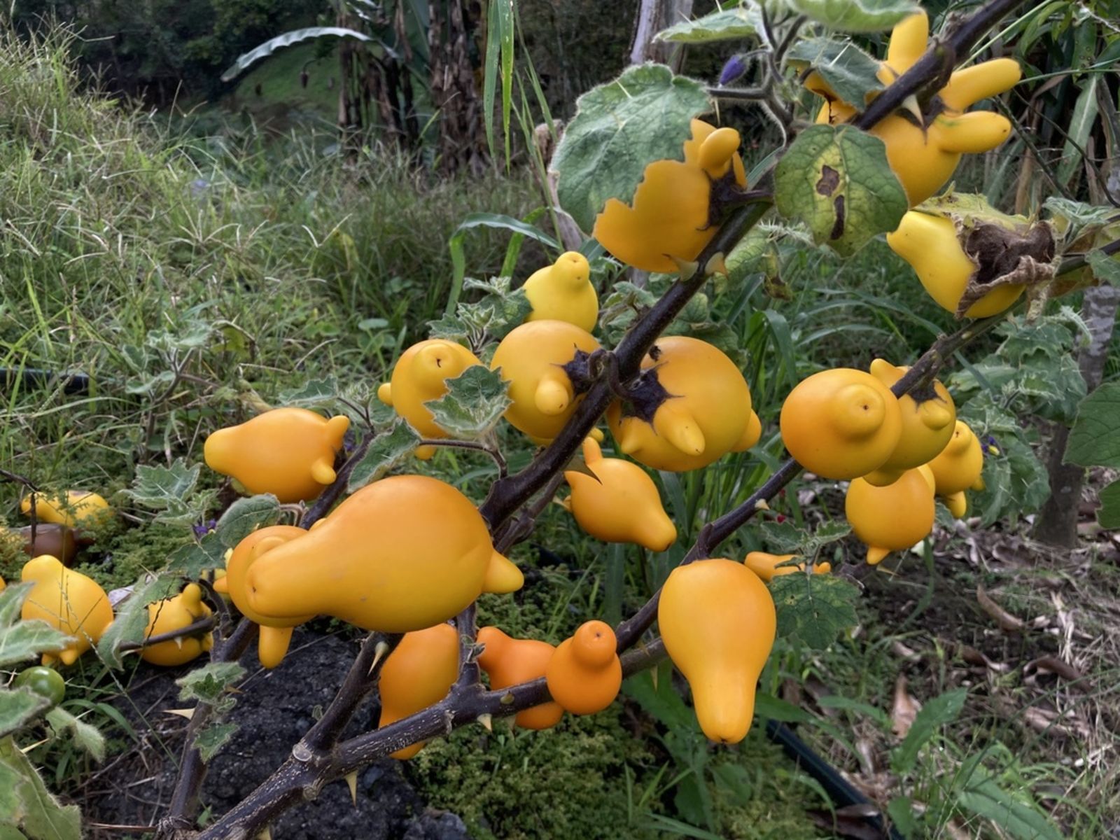 Solanum mammosum