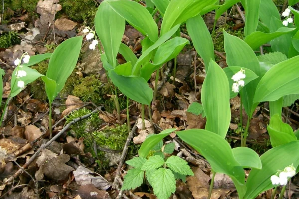 Lily of the valley