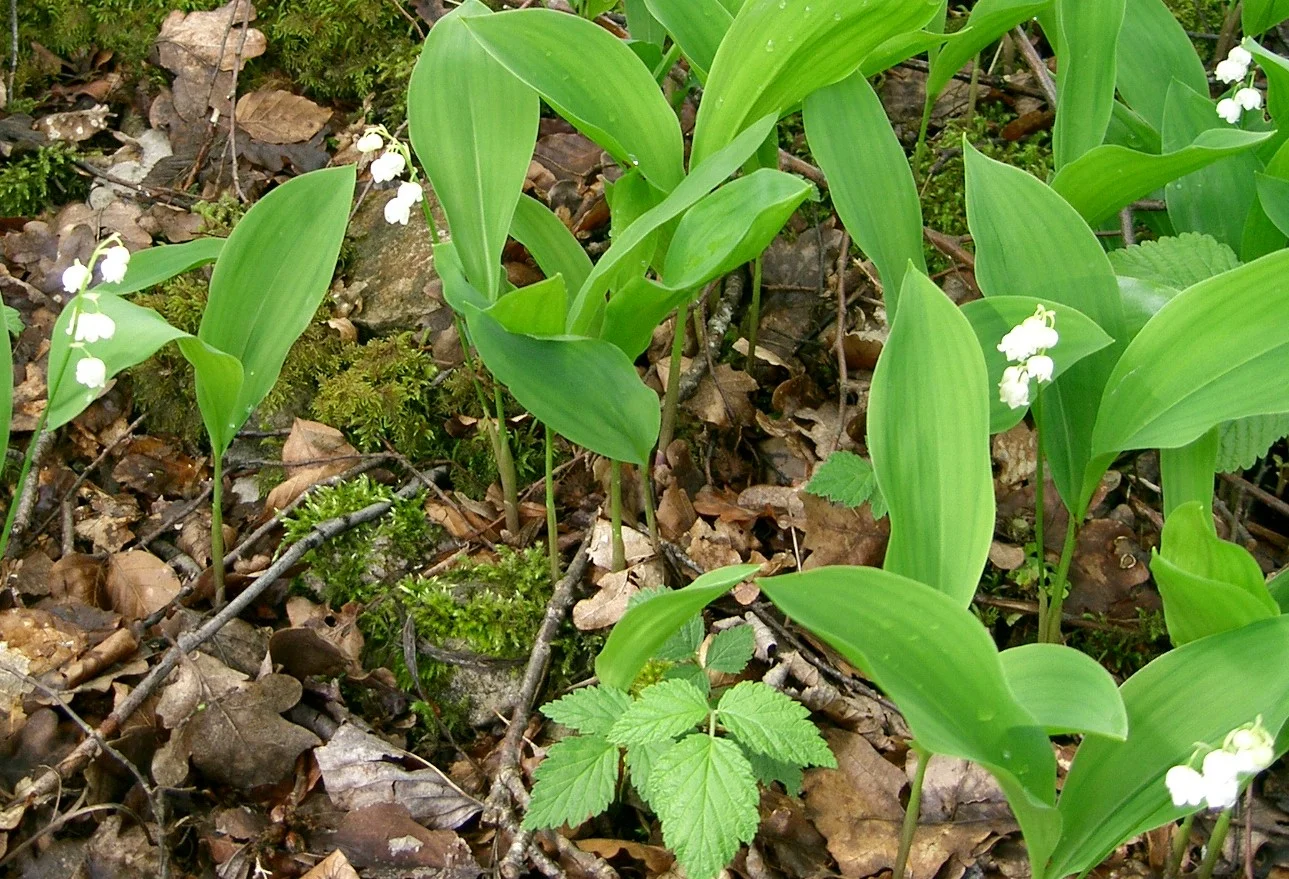 Lily of the valley