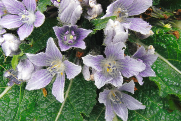 Mandragora officinarum