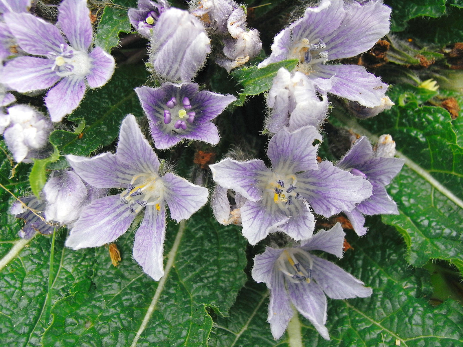 Mandragora officinarum