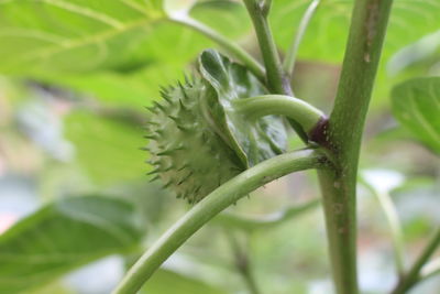 Datura inoxia