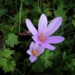 Colchicum autumnale