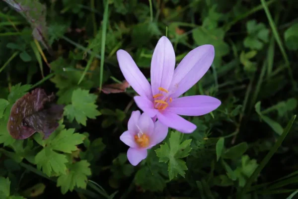 Colchicum autumnale