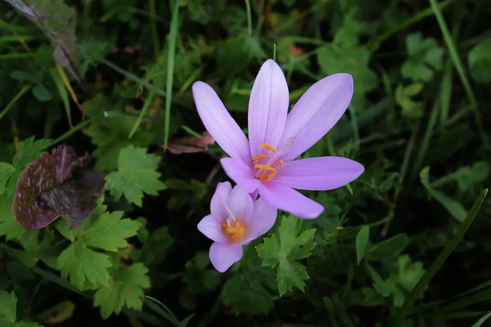 Colchicum autumnale