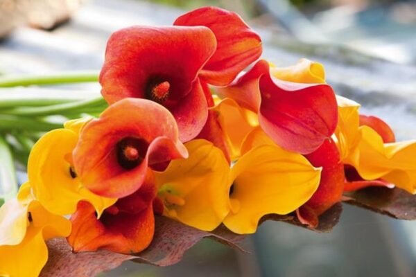 Zantedeschia
