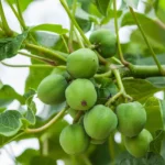 Jatropha curcas