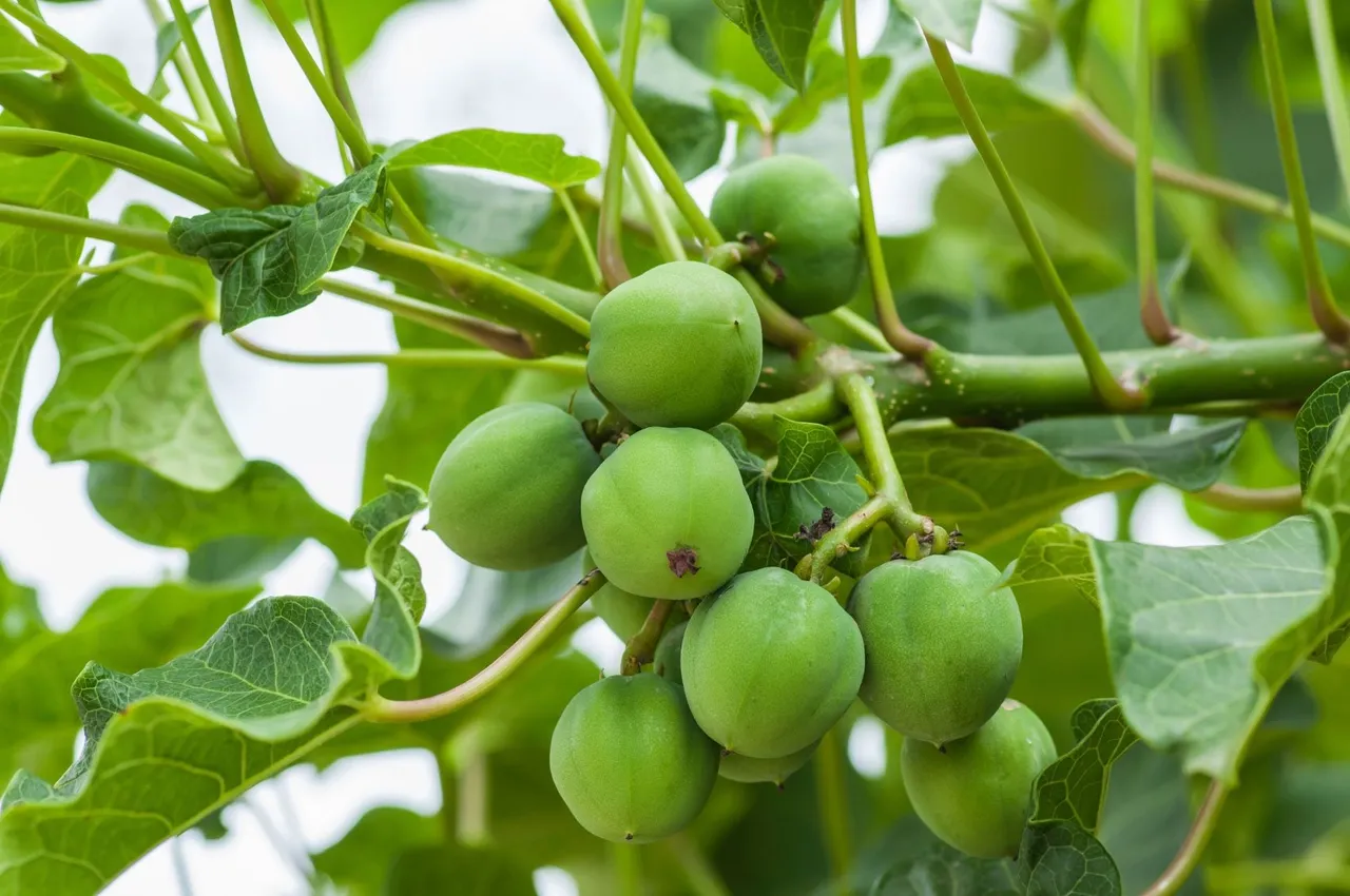 Jatropha curcas