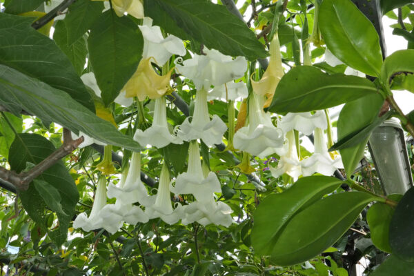 Brugmansia arborea