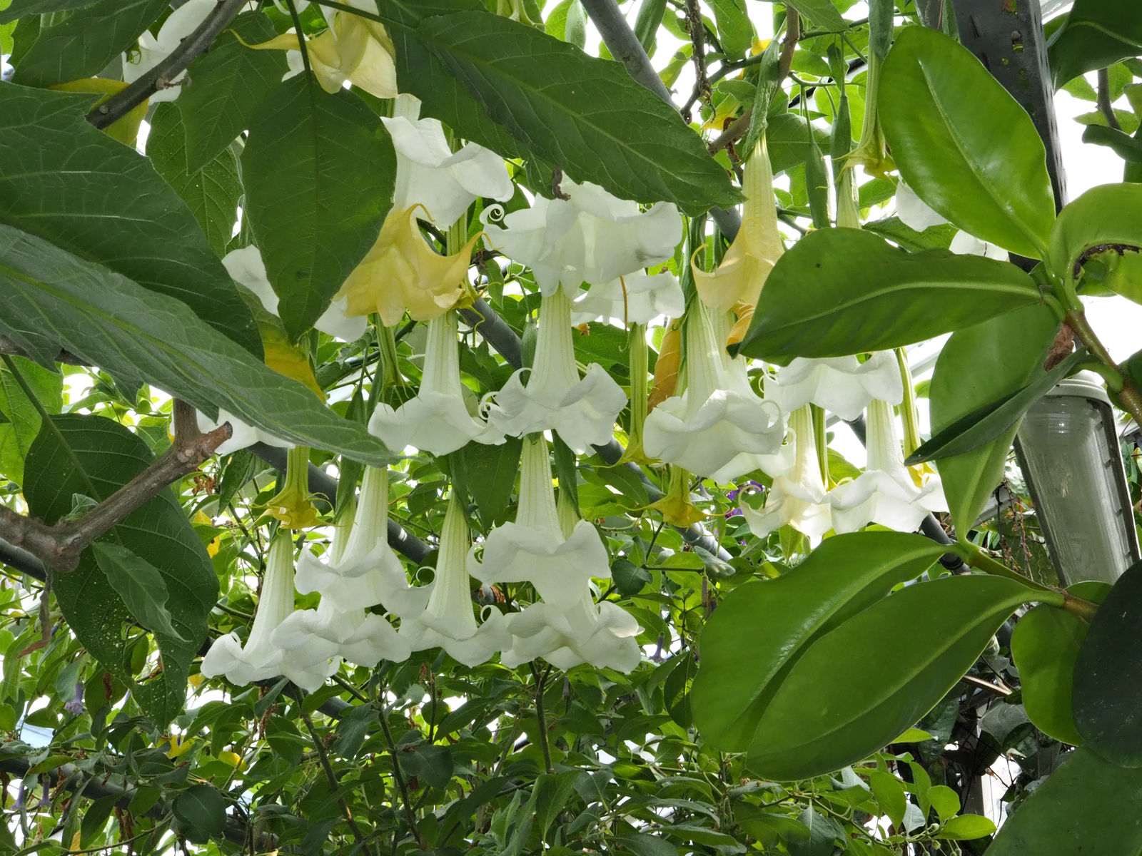 Brugmansia arborea