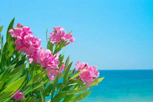 Oleander