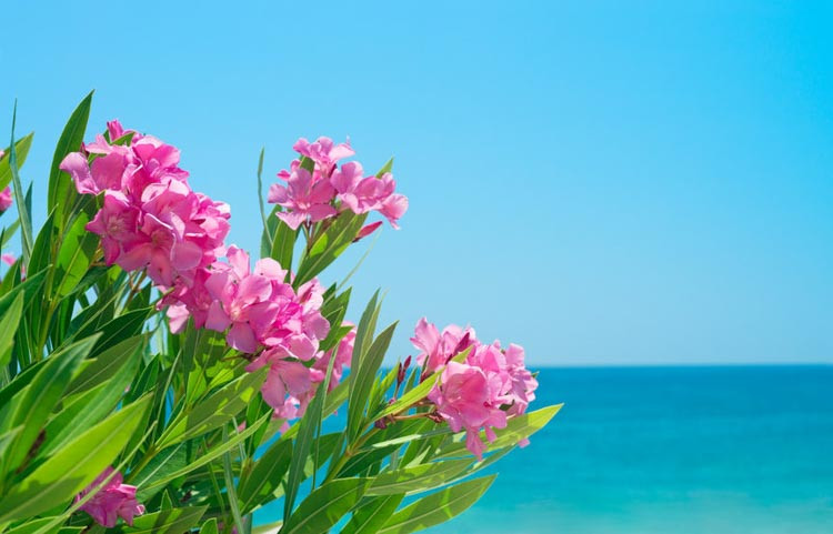 Oleander