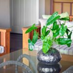 Philodendron