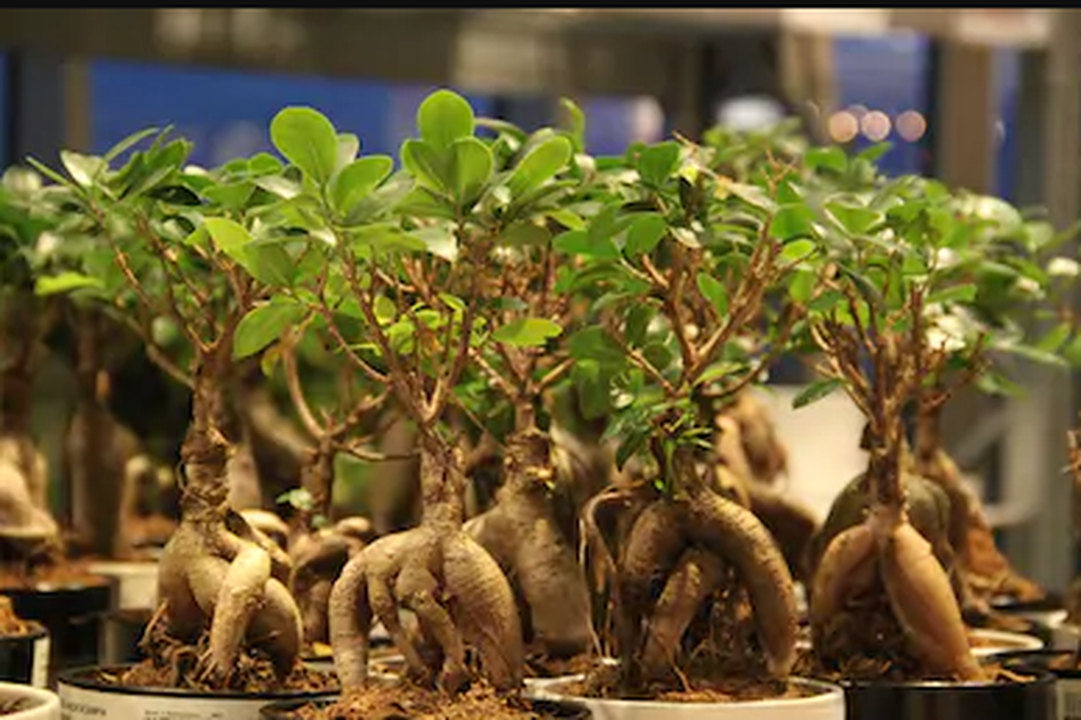 mandrake