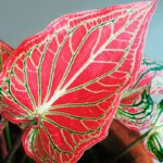 Caladium