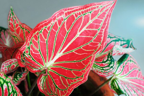 Caladium
