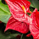 Anthurium