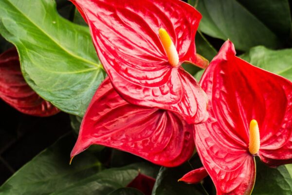 Anthurium